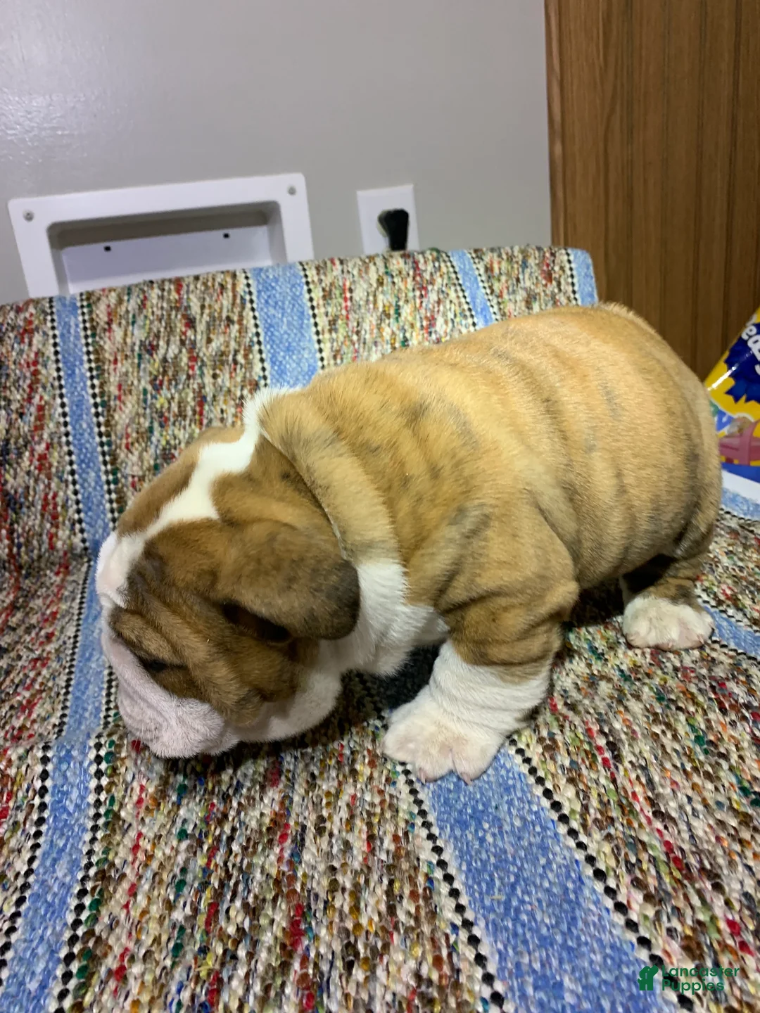 Mixed Breed dogs for sale: Chloe - Ad 6