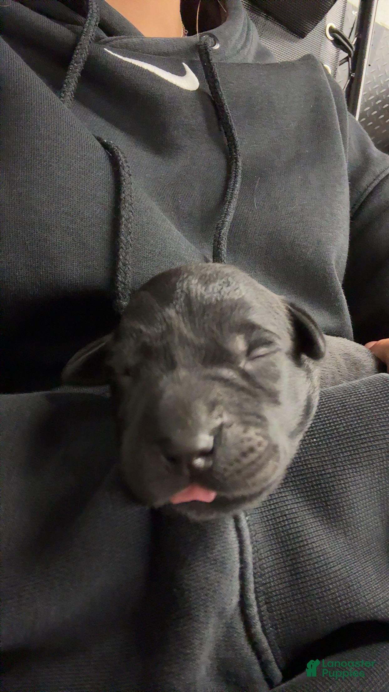 Labrador Retriever dogs for sale: Labrador Retriever 7 - Ad 1