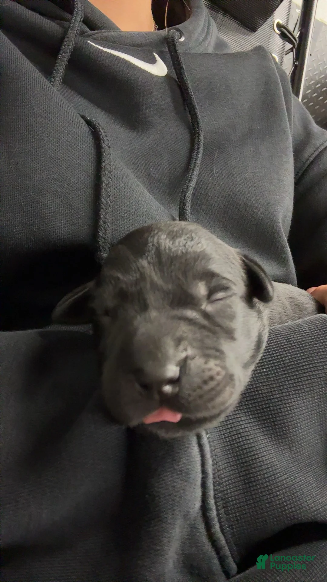 Labrador Retriever dogs for sale: Labrador Retriever 7 - Ad 1
