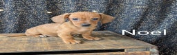 Dachshund dogs for sale: Noel - Ad 3