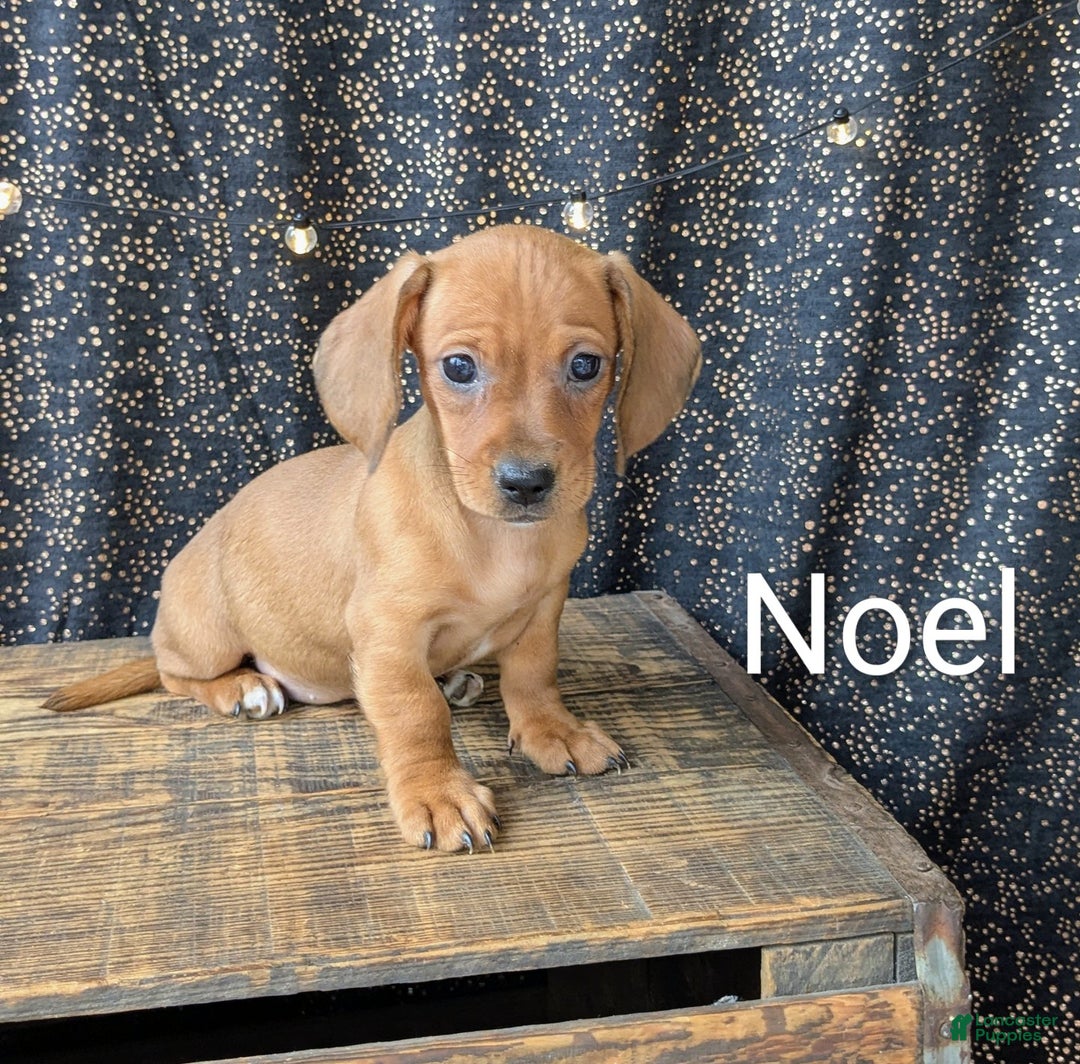 Dachshund dogs for sale: Noel - Ad 3