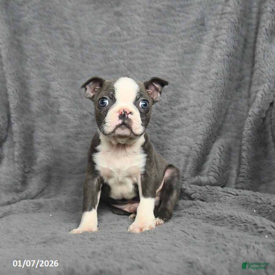 Boston Terrier dogs Homer - Ad 11