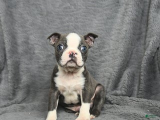 Boston Terrier dogs Homer - Ad 11