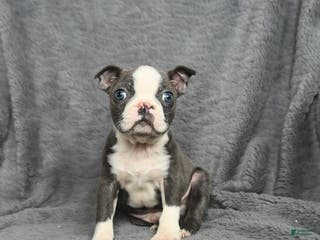 Boston Terrier dogs Homer - Ad 33