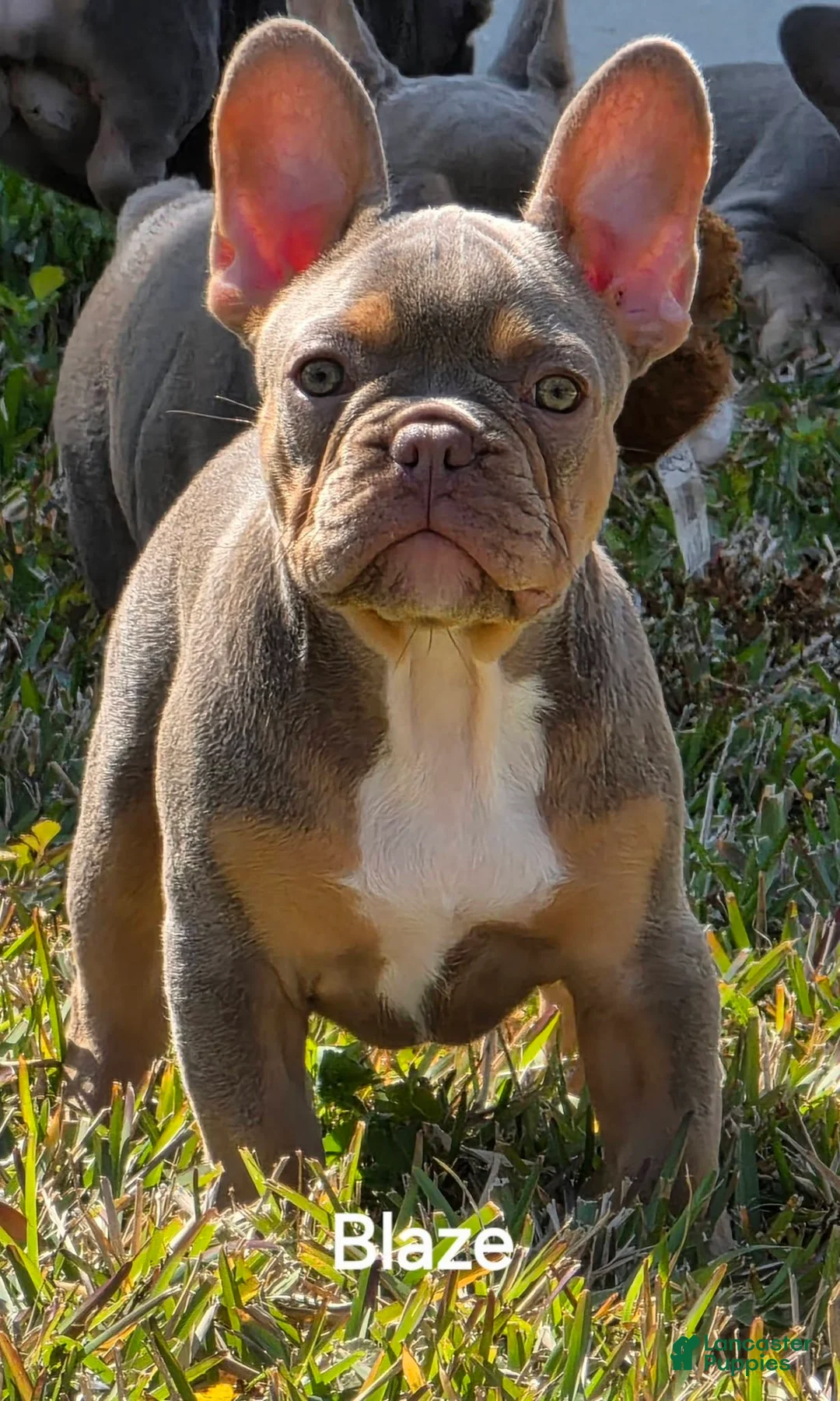 French Bulldog dogs for sale: AKC French Bulldog 💙 Blue Blaze  - Ad 5
