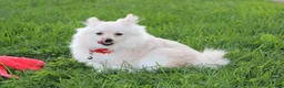 Pomeranian dogs for sale: Cooper  - Ad 5
