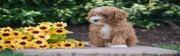 Toy Poodle dogs for sale: Peter - Ad 6