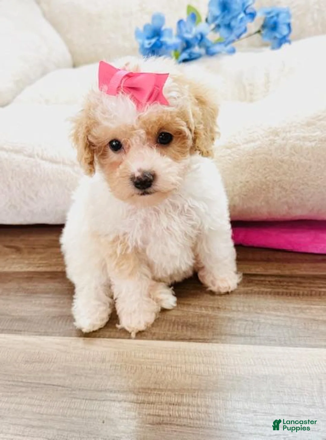 Toy Poodle dogs for sale: Toy Poodle Puppy 1 - Ad 1