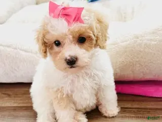 Toy Poodle dogs Toy Poodle Puppy 1 - Ad 17