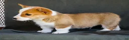 Welsh Corgi Pembroke dogs for sale: Bitsie - Ad 10