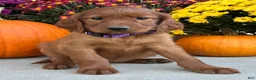 Irish Setter dogs for sale: Shiloh - Ad 11