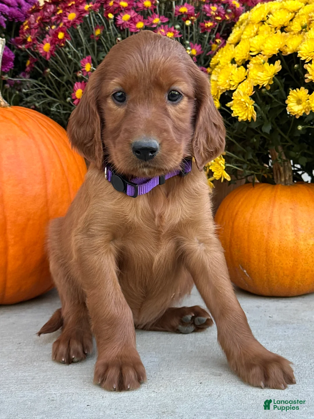 Irish Setter dogs for sale: Shiloh - Ad 11