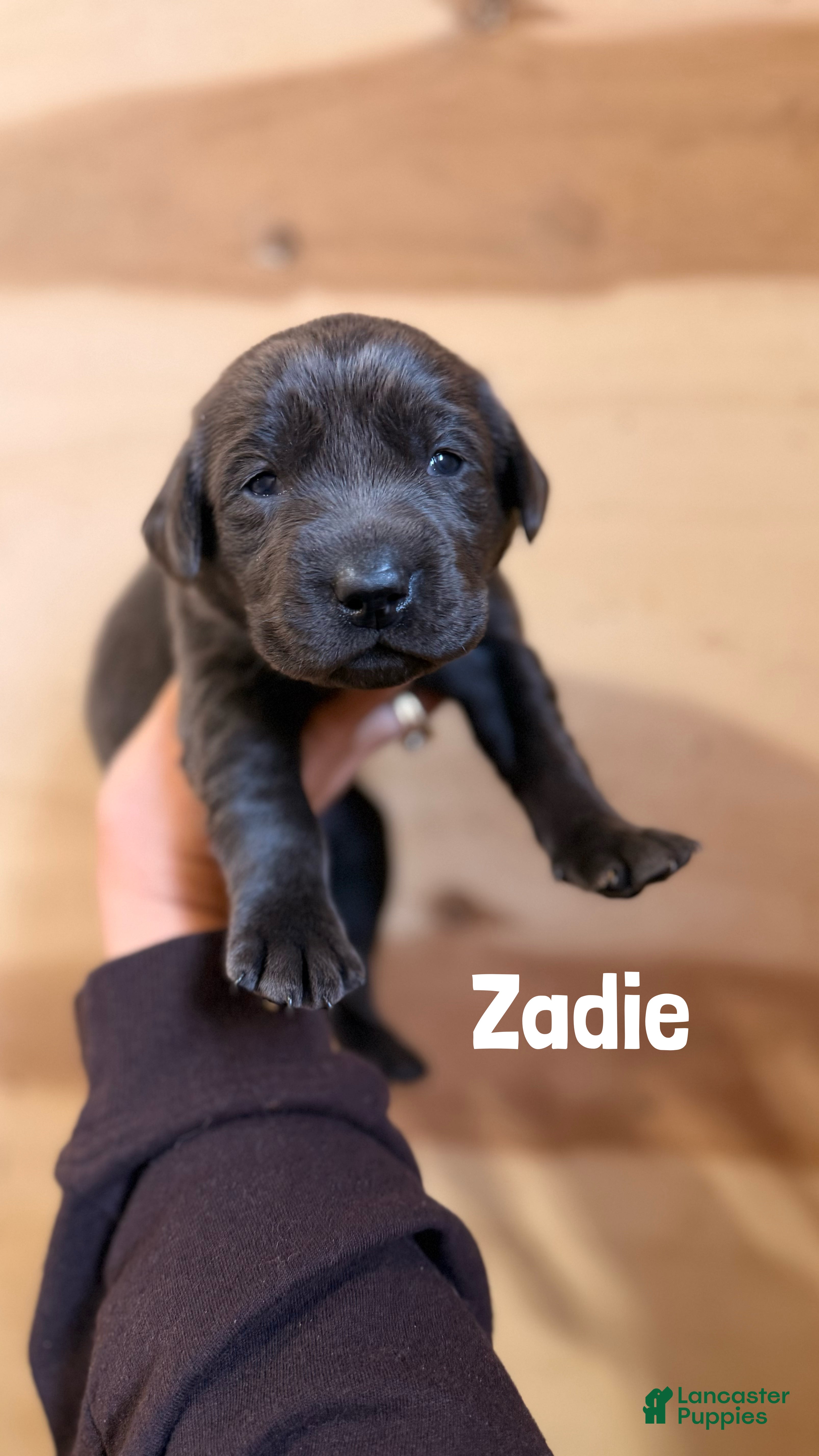 Labrador Retriever dogs Zadie - Ad 34