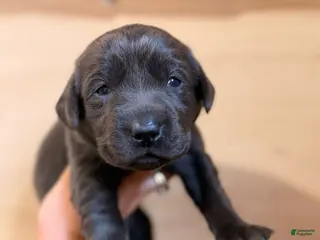 Labrador Retriever dogs Zadie - Ad 34