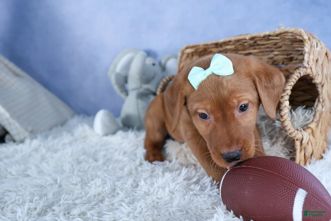 Labrador Retriever dogs for sale: DON - Ad 2