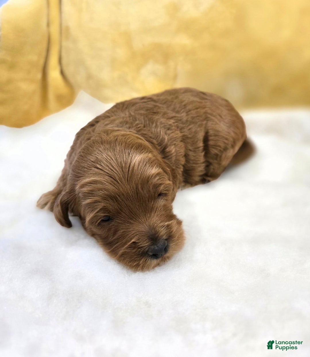 Mini Goldendoodle dogs for sale: Oakley  - Ad 3