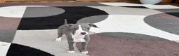 Italian Greyhound dogs for sale: Italian Greyhound 2 blue boy.  - Ad 9