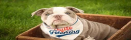 English Bulldog dogs for sale: Nate English Bulldog Puppy  - Ad 8
