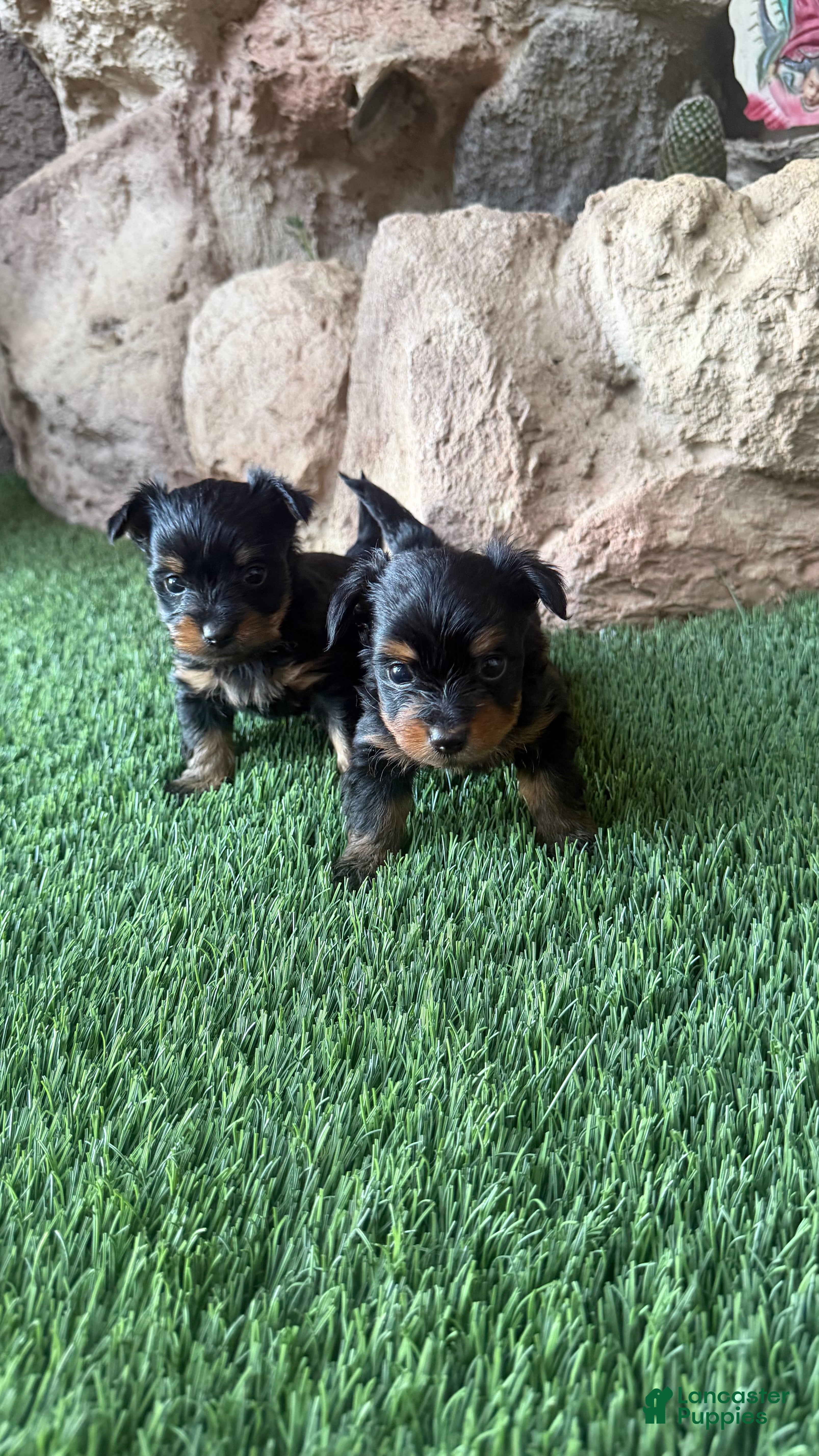 Yorkshire Terrier dogs Yorkshire Terrier 3 - Ad 27