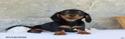 Miniature Dachshund dogs for sale: Vicky - Ad 4