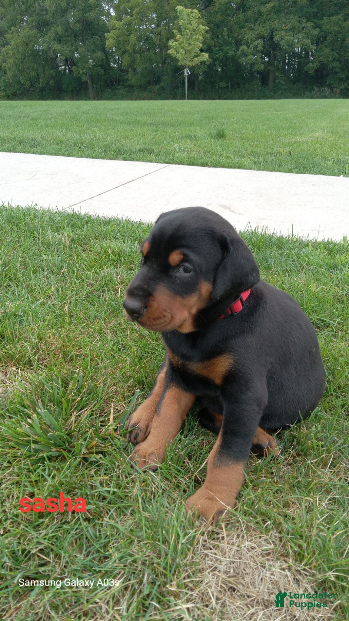 Doberman Pinscher dogs Sasha - Ad 12