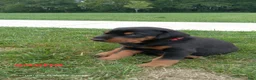 Doberman Pinscher dogs for sale: Sasha - Ad 1