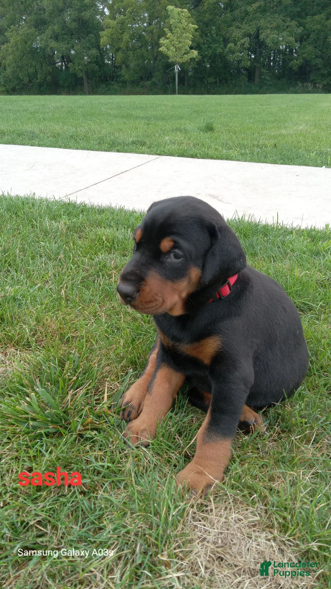 Doberman Pinscher dogs for sale: Sasha - Ad 1