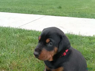 Doberman Pinscher dogs Sasha - Ad 12