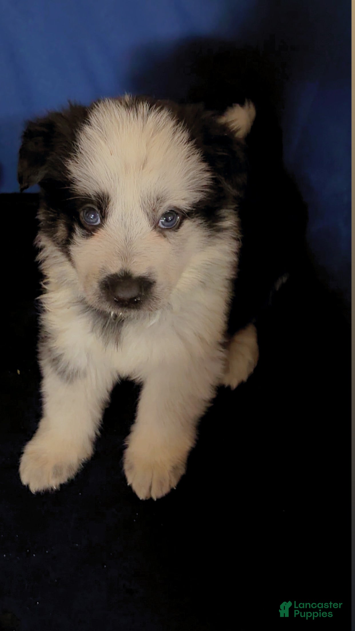 German Shepherd dogs Titan - Ad 13