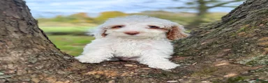 Grumpy
