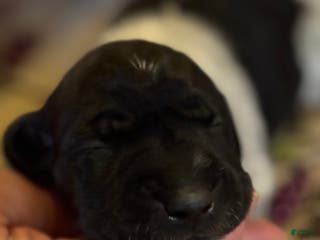 German Shorthaired Pointer dogs German Shorthaired Pointer Puppy 5 - Ad 22