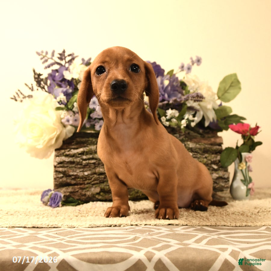 Miniature Dachshund dogs Corey - Ad 2