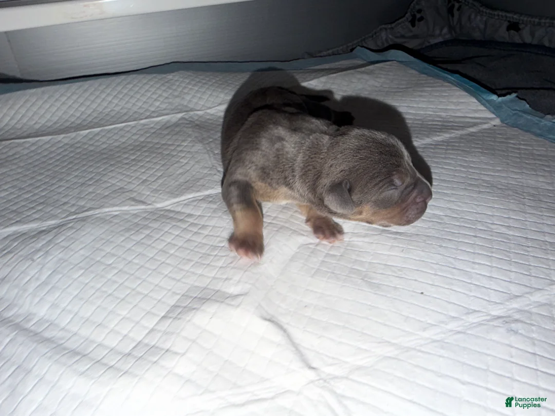 American Bully dogs for sale: Mack - Ad 1