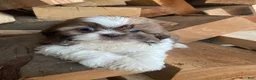 Shih Tzu dogs for sale: Emma - Ad 7