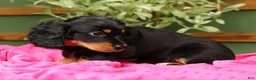 Miniature Dachshund dogs for sale: Ellie - Long Hair - Ad 6
