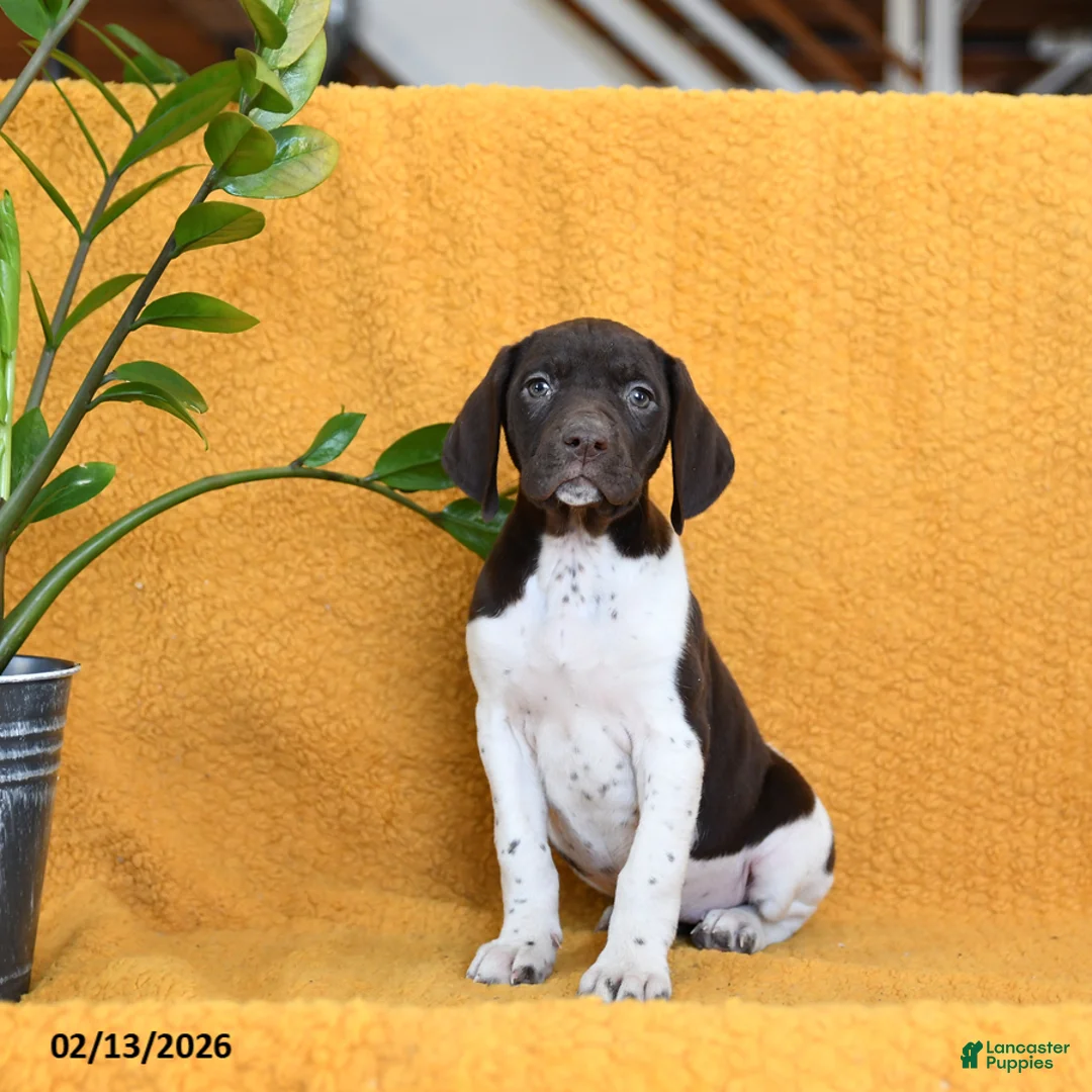 German Shorthaired Pointer dogs for sale: Blueberry - Ad 3