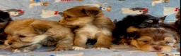 Shorkie dogs for sale: Shorkie 2 - Ad 12