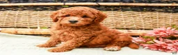Miniature Labradoodle dogs for sale: Berry - Ad 3