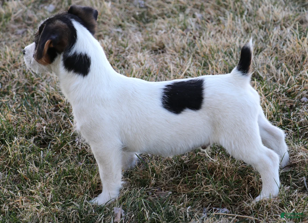 Jack Russell Terrier dogs for sale: Waldo shorty male - Ad 2