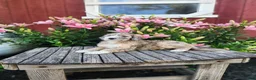 Bernedoodle dogs for sale: Champ - Ad 3