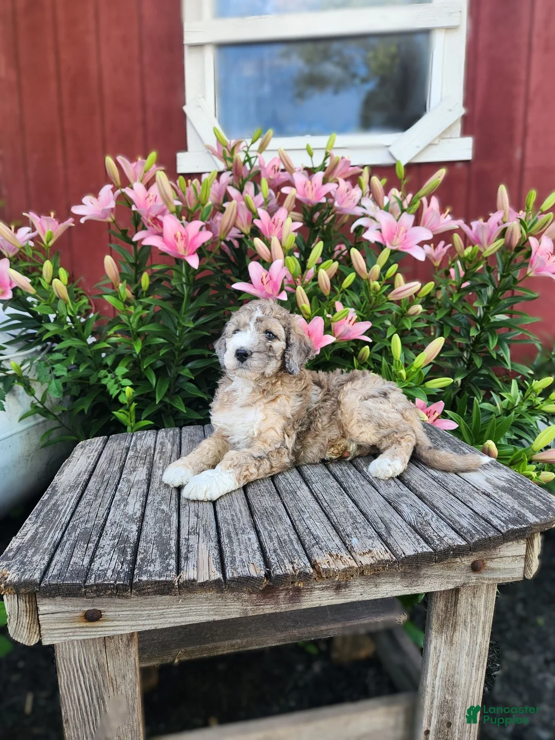 Bernedoodle dogs for sale: Champ - Ad 3