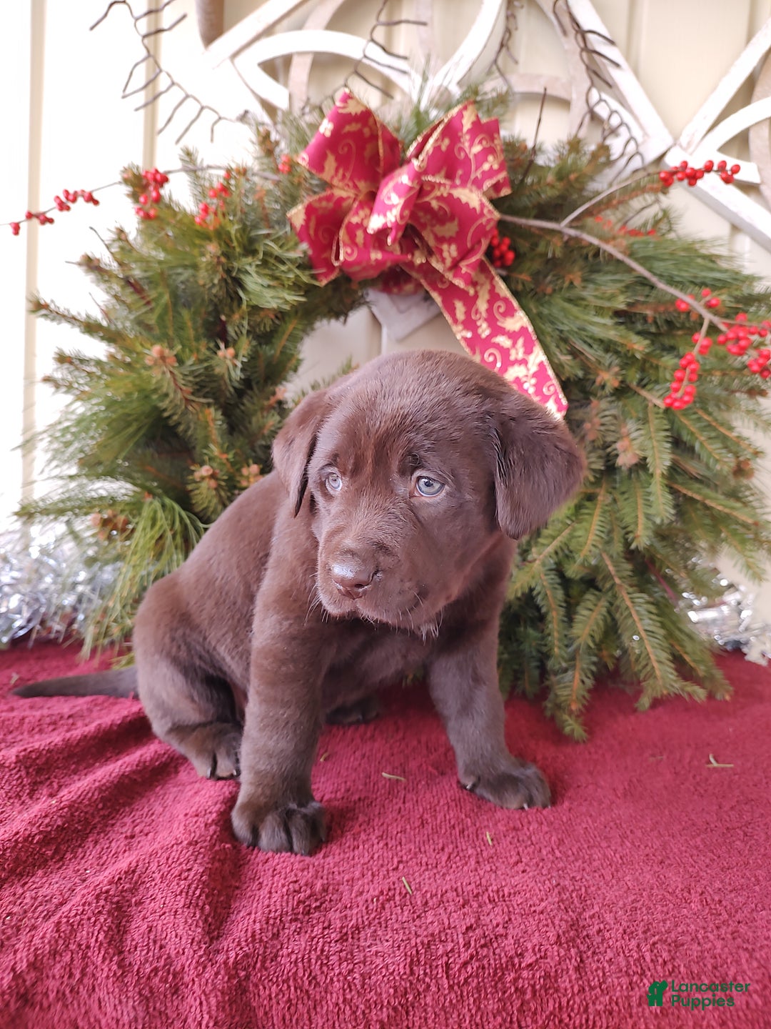 Labrador Retriever dogs for sale: Noel - Ad 4