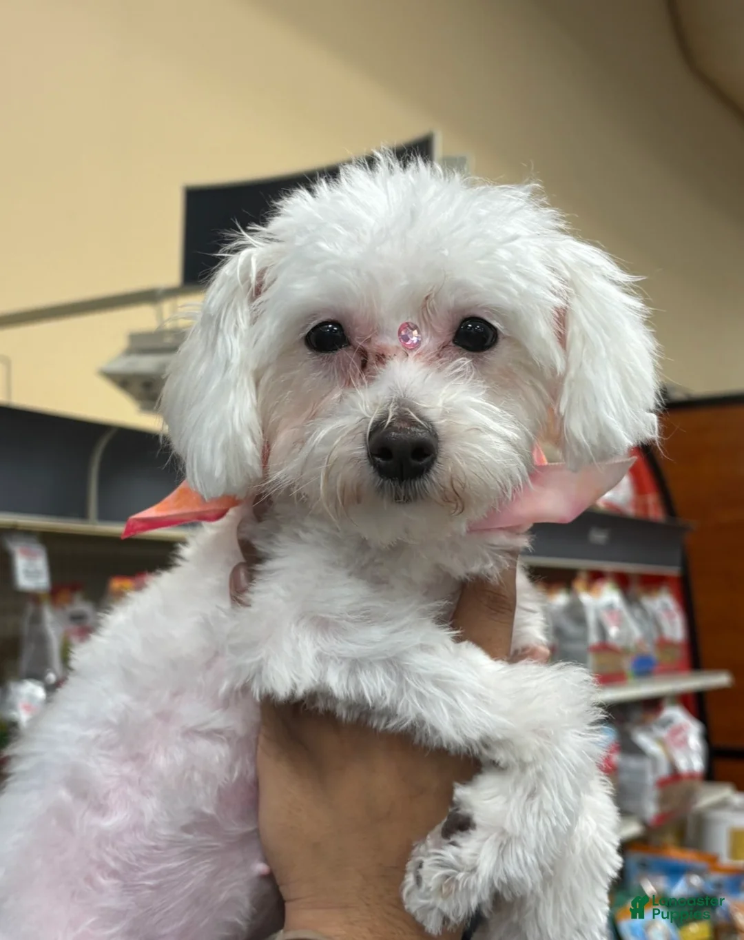 Maltipoo dogs for sale: Maltipoo Puppy 1 - Ad 2