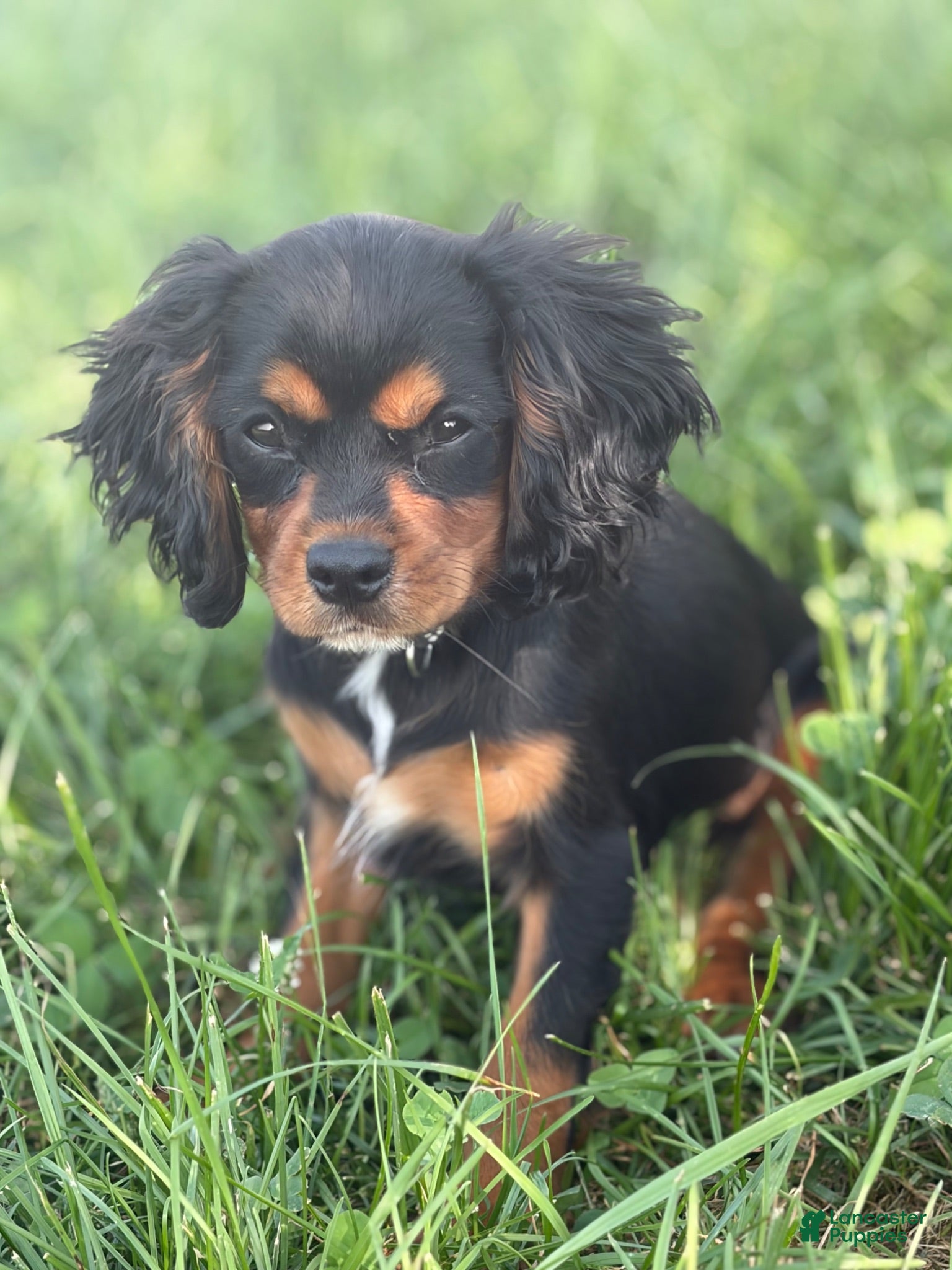 Cavalier King Charles Spaniel dogs Starbucks  - Ad 1