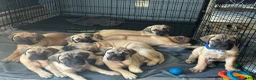 Bullmastiff dogs for sale: Bleau - Ad 5