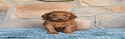 Mini Goldendoodle dogs for sale: Sirius - Ad 7