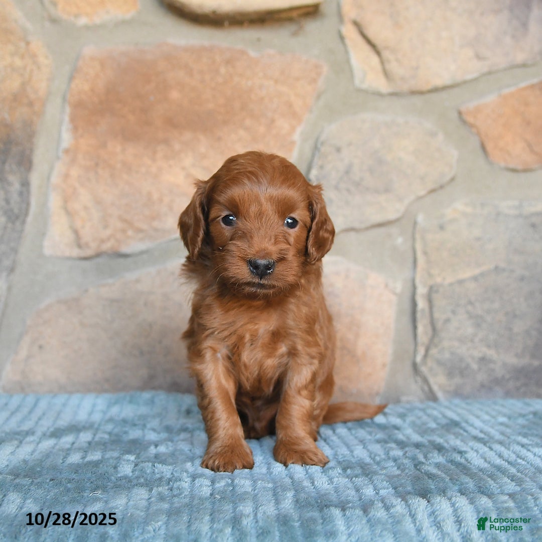 Mini Goldendoodle dogs for sale: Sirius - Ad 7