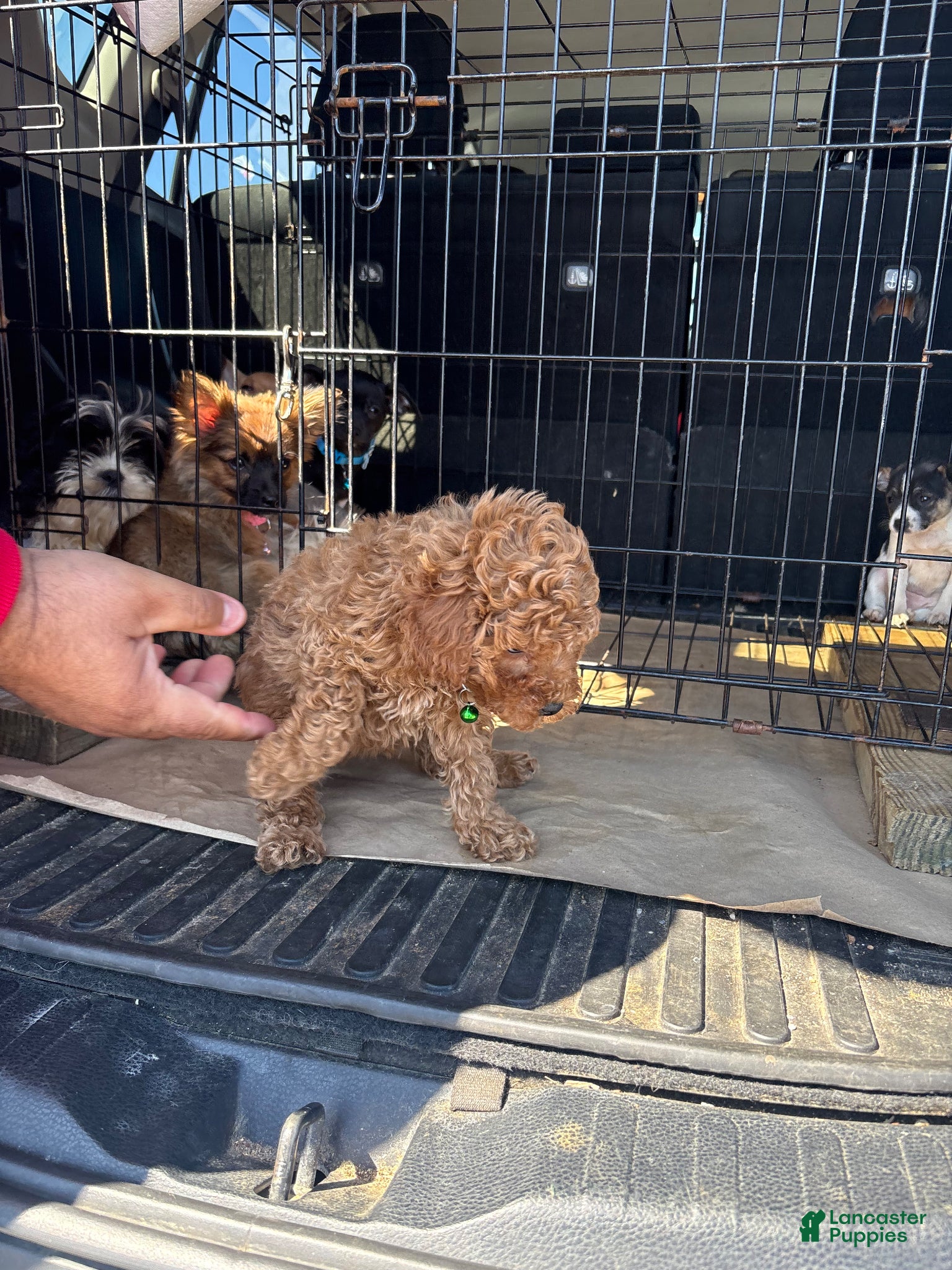 Mixed Breed dogs Mixed Breed Puppy 1 - Ad 10