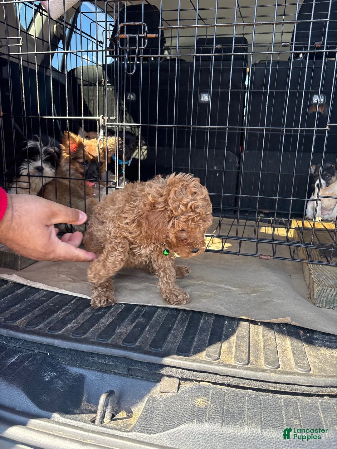 Mixed Breed dogs for sale: Mixed Breed Puppy 1 - Ad 1