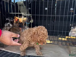 Mixed Breed dogs Mixed Breed Puppy 1 - Ad 4